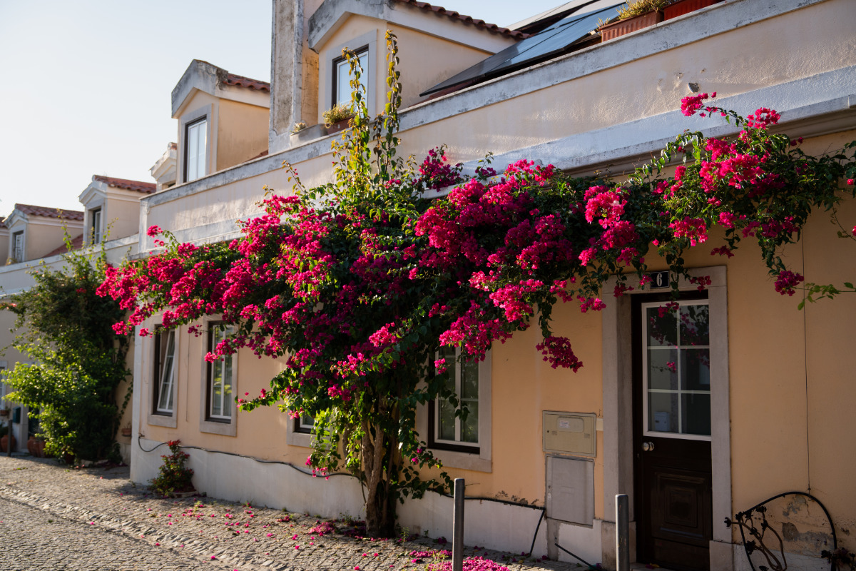 Casa com uma buganvilia a cobrir parte da parede, na zona histórica de carnide.
