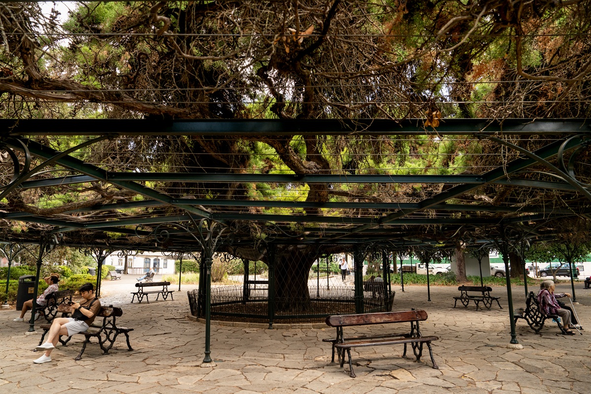 Pessoas sentadas debaixo do cedro-do-buçaco do Jardim do Principe Real
