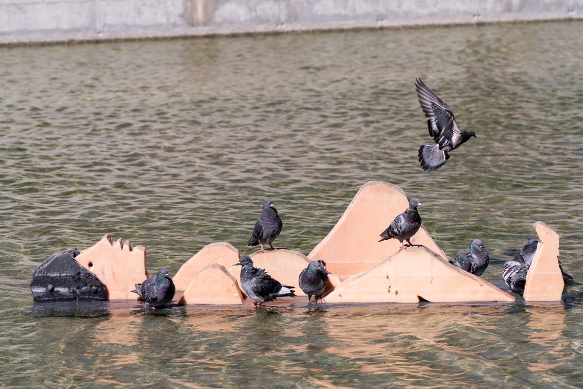 Pombos pousados na escultura em mármore de uma figura feminina, de João Cutileiro, no Lago das Tágides - Parque das Nações.