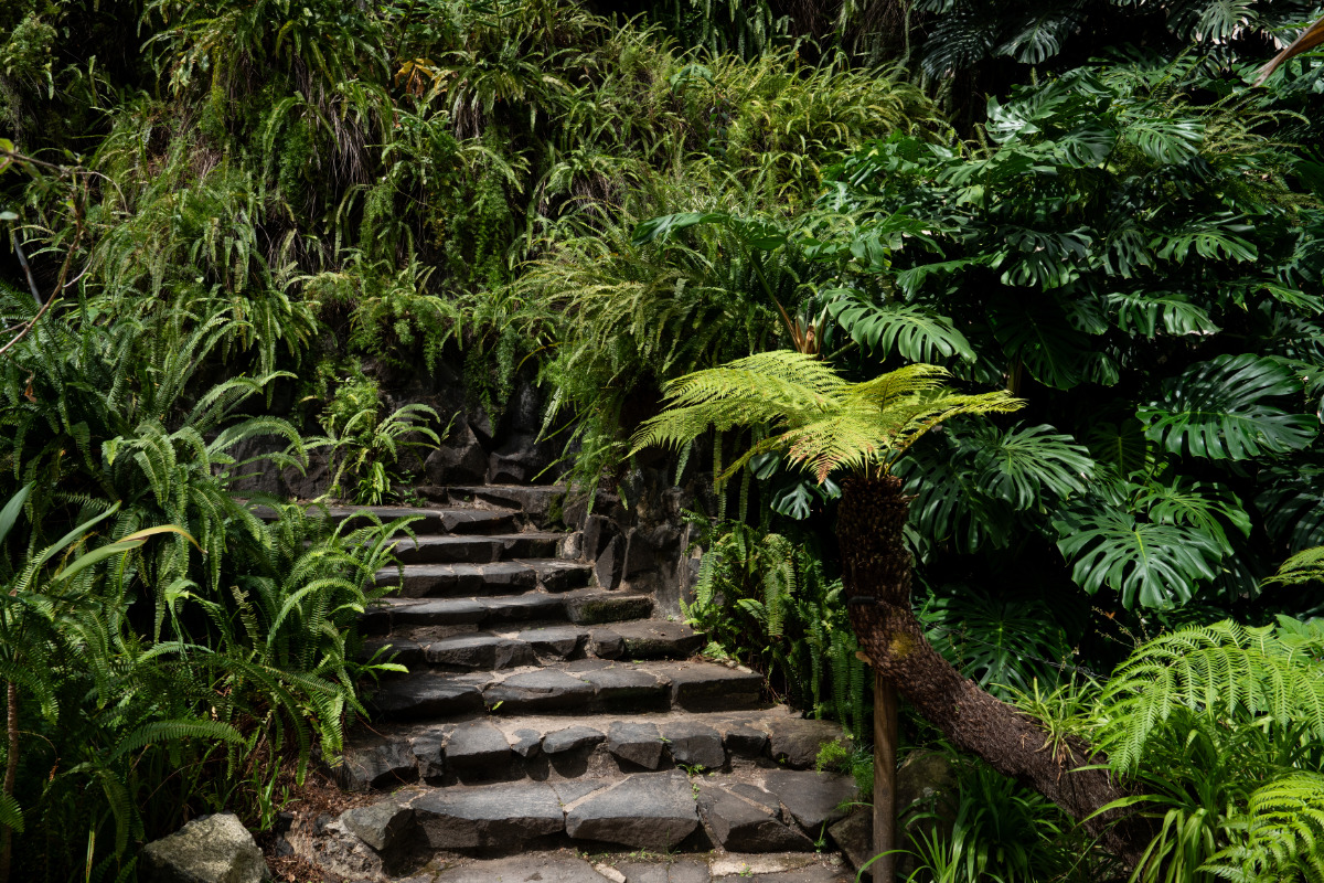 Fotografia no interior da Estufa Fria, com um caminho e degraus de pedra entre a vegetação tropical densa, com diversas plantas verdes e folhagens exuberantes.
