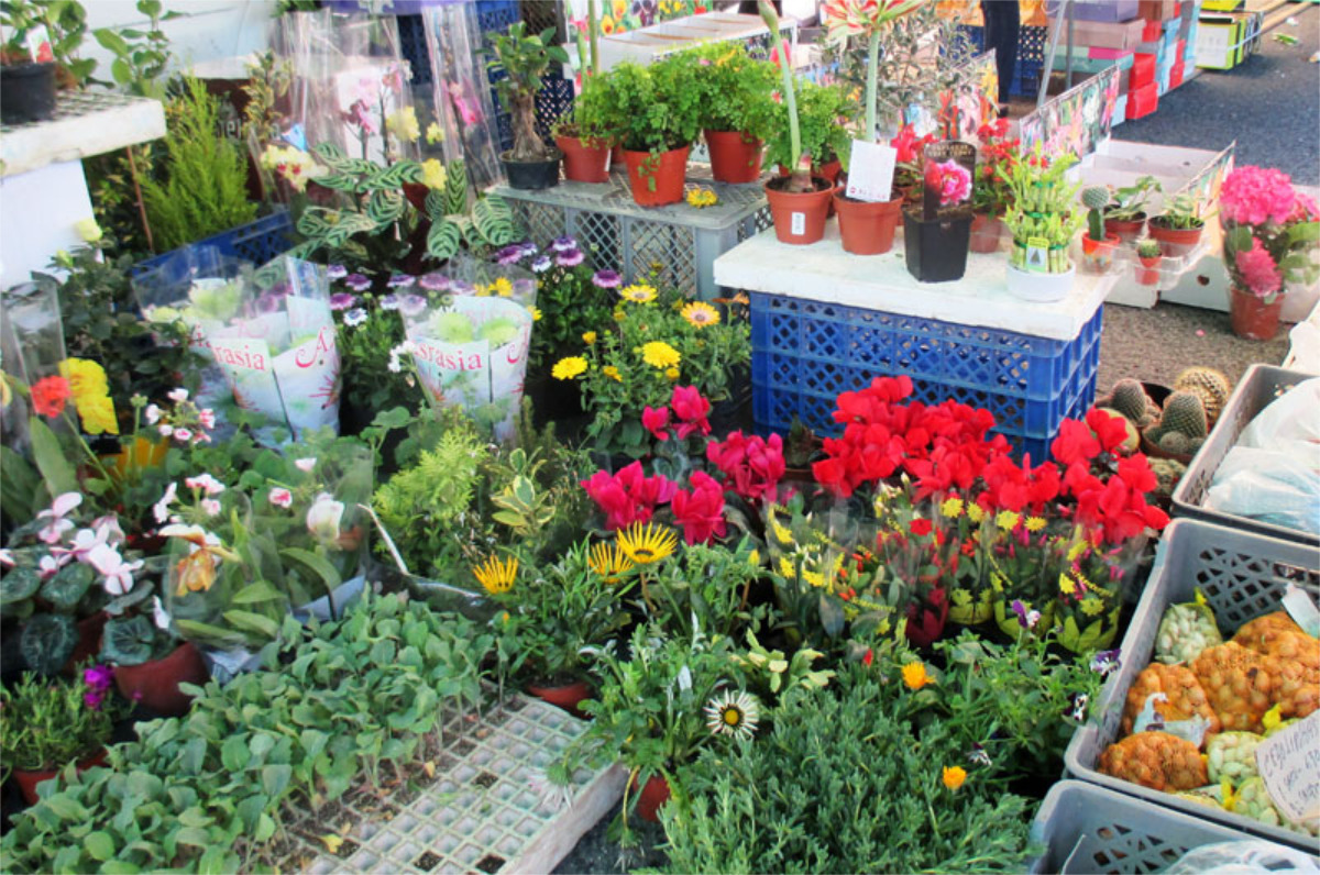 Vasta variedade de flores e plantas à venda na Feira do Relógio